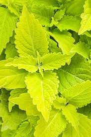 Yellow Green Coleus Flower seeds for Planting - Colorful Display, Heirloom & GMO Free Seeds for Home Garden
 
 Sale