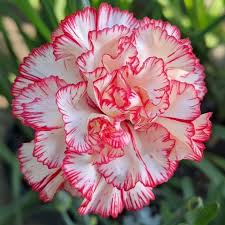 White Crimson Rim Flower seeds for Planting - Pollinator Friendly, Heirloom & GMO Free Seeds for Home Garden
