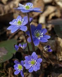 Blue Hepatica Flower seeds for Planting - Pollinator Friendly, Heirloom & GMO Free Seeds for Home Garden