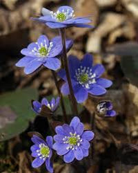 Blue Hepatica Flower seeds for Planting - Pollinator Friendly, Heirloom & GMO Free Seeds for Home Garden