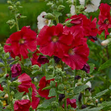 Green Holly Bush Flower seeds for Planting - Bright Blooms, Heirloom & GMO Free Seeds for Home Garden