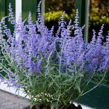 Russian Sage Flower seeds for Planting - Seasonal Bloomer, Heirloom & GMO Free Seeds for Home Garden