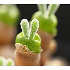 Rabbit Ears Succulent Flower seeds for Planting - Colorful Display, Heirloom & GMO Free Seeds for Home Garden