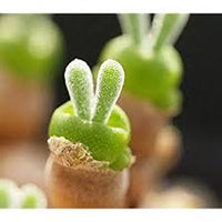 Rabbit Ears Succulent Flower seeds for Planting - Colorful Display, Heirloom & GMO Free Seeds for Home Garden