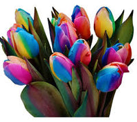 Rainbow Tulip Flower Seeds for Planting Heirloom NonGMO EasytoGrow Organic Garden Seeds for Spring Color
 
 Sale