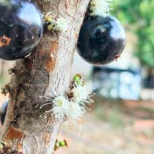 Plinia Flower seeds for Planting - Hardy Variety, Heirloom & GMO Free Seeds for Home Garden