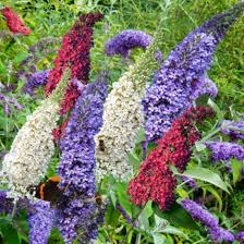 Mixed Butterfly Bush Flower seeds for Planting - Hardy Variety, Heirloom & GMO Free Seeds for Home Garden