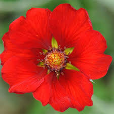 Red Potentilla Atrosanguinea Flower seeds for Planting - Compact Growth, Heirloom & GMO Free Seeds for Home Garden