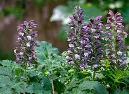 Spiny Acanthus Flowers Seeds