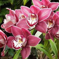 Heirloom Butterfly Orchid Flower seeds for Planting Low Maintenance Heirloom & GMO Free Seeds for Home Garden