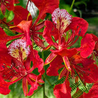 Delonix regia B6 Royal Poinciana - Flamboyant Flame Tree (Gulmohar)