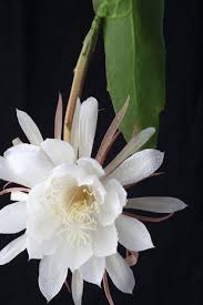 White Nopalxochia Flower Seeds for Planting Low Maintenance Heirloom & GMO Free Seeds for Home Garden
 
 Sale