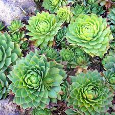 Hens and Chicks Flower seeds for Planting - Sun Loving, Heirloom & GMO Free Seeds for Home Garden