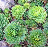 Hens and Chicks Flower seeds for Planting - Sun Loving, Heirloom & GMO Free Seeds for Home Garden