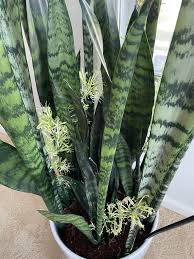 Sansevieria Flower seeds for Planting - Cut Flower Favorite, Heirloom & GMO Free Seeds for Home Garden