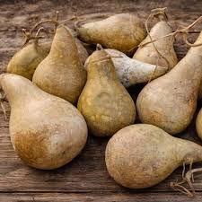 Kettle Gourd Seeds for Planting Large Fruits