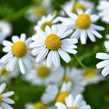 Chamomile Seeds for Planting - Grow Your Own Chamomile Flowers