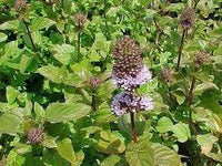 Pink United Mint Planting Seeds for Vibrant Gardens