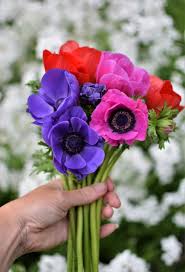 Mixed Colour Anemone Flower Seeds for Planting Compact Growth Heirloom & GMO Free Seeds for Home Garden
 
 Sale
