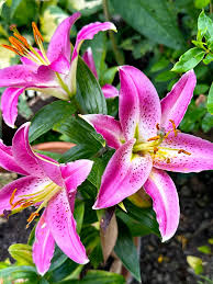 Pink White Nolilis Flower seeds for Planting - Cut Flower Favorite, Heirloom & GMO Free Seeds for Home Garden