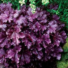Deep Purple Heuchera for Planting Colorful Display Heirloom & GMO Free Seeds for Home Garden 
 
 Sale
