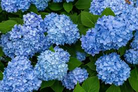 Thick Blue Geranium Flower seeds for Planting Low Maintenance Heirloom & GMO Free Seeds for Home Garden