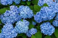 Thick Blue Geranium Flower seeds for Planting Low Maintenance Heirloom & GMO Free Seeds for Home Garden