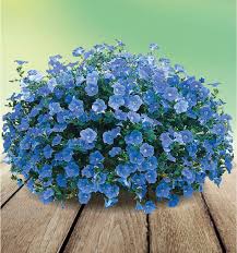 Sky Blue Petunia Flower Seeds Planting