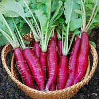 Pink Radish Planting Seeds for Vegetable Gardens