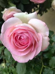 Green Pink Rose Heirloom Flower seeds for Planting - Bright Blooms, Heirloom & GMO Free Seeds for Home Garden