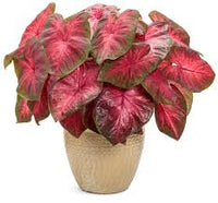 Red Thailand Caladium Flower Seeds for Planting Sun Loving Heirloom & GMO Free Seeds for Home Garden
 
 Sale