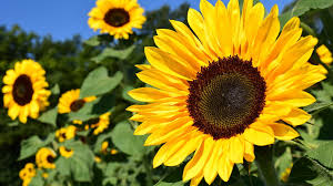SunFlower seeds for Planting Wildflower Mix Heirloom & GMO Free Seeds for Home Garden