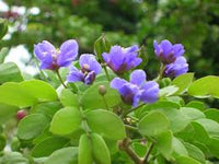 Lignum Flower seeds for Planting - Low Maintenance, Heirloom & GMO Free Seeds for Home Garden