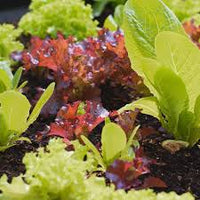 Lettuce Mix Seeds for Indoor Planting