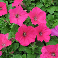 Light Pink Petunia Flower seeds for Planting Vibrant Colors Heirloom & GMO Free Seeds for Home Garden