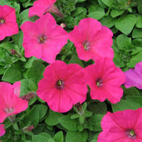 Light Pink Petunia Flower seeds for Planting Vibrant Colors Heirloom & GMO Free Seeds for Home Garden