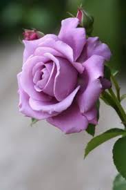 Light Purple White Holland Rose Flower Seeds for Planting Premium Quality Heirloom & GMO Free Seeds for Home Garden
 
 Sale
