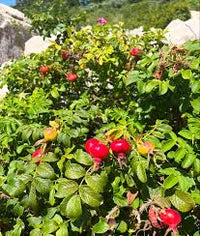 Rosehip Flower seeds for Planting Wildflower Mix Heirloom & GMO Free Seeds for Home Garden