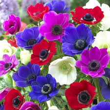 Mixed Colour Anemone Flower Seeds for Planting Compact Growth Heirloom & GMO Free Seeds for Home Garden
 
 Sale