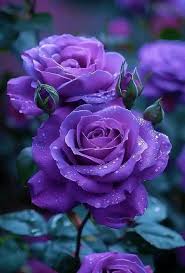 Violet Rare Rose Flower Seeds for Planting Long Bloom Season Heirloom & GMO Free Seeds for Home Garden
 
 Sale