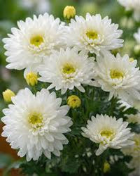 White Chrysanthemum Carinatum Flower seeds for Planting - Fragrant Blossoms, Heirloom & GMO Free Seeds for Home Garden