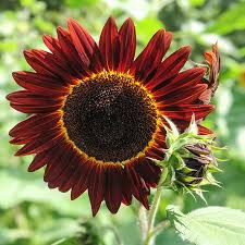 Red Sunflower Perennial Flower Seeds for Planting Garden Favorite Heirloom & GMO Free Seeds for Home Garden
 
 Sale