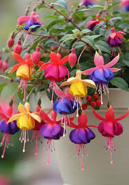 Orange Fuchsia Flower seeds for Planting Shade Tolerant Heirloom & GMO Free Seeds for Home Garden