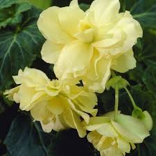 Plant Light Yellow Begonia Flower Seeds  Perfect for Your Garden