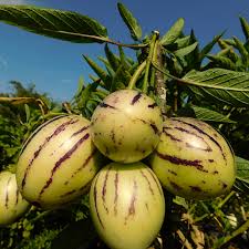 Pepino Solanum Muricatum Seeds  Ideal for Planting in Gardens & Containers