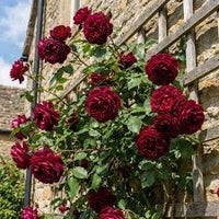 Dark Red Climbing Rose Flower seeds for Planting - Shade Tolerant, Heirloom & GMO Free Seeds for Home Garden