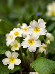 White Primrose Flower seeds for Planting - Vibrant Colors, Heirloom & GMO Free Seeds for Home Garden