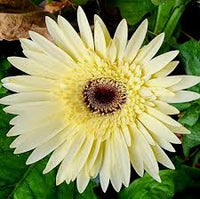 White Gerbera Vanilla Flower seeds for Planting - Garden Favorite, Heirloom & GMO Free Seeds for Home Garden