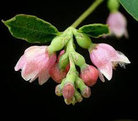 Western Snowberry (Symphoricarpos occidentalis) Shrub White Pink Flower Seeds