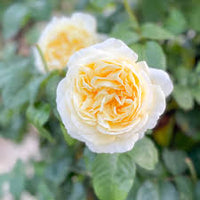 Moonlight Rose Flower seeds for Planting - Pollinator Friendly, Heirloom & GMO Free Seeds for Home Garden
 
 Sale